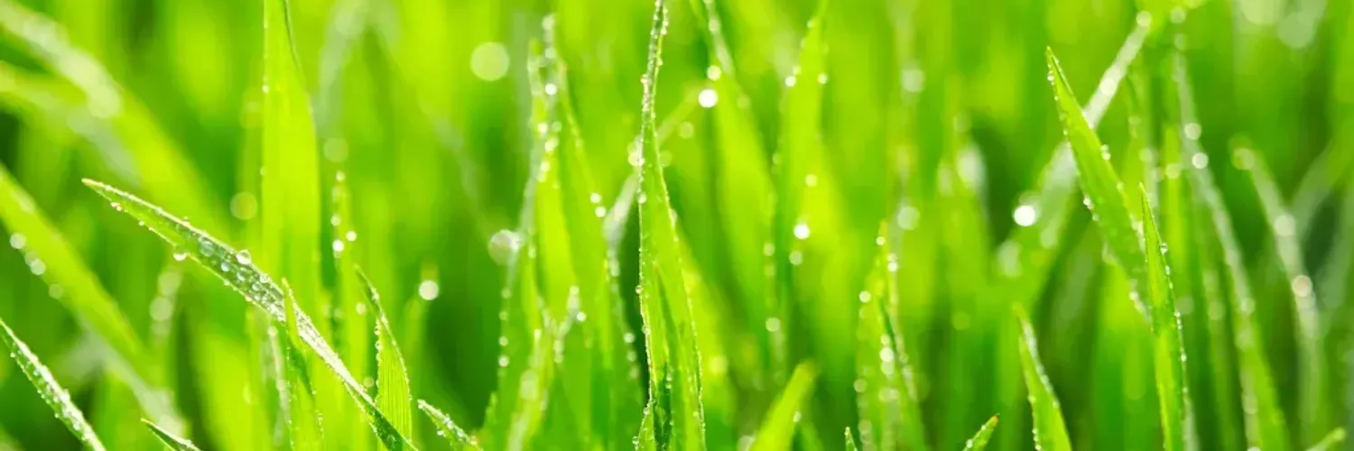 chiknborger's banner